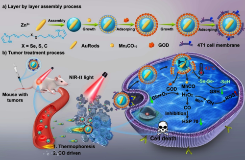 图 1. (a)：通过层层组装制备双驱动纳米马达的分步示意图。(b)：DSACGM NPs 在 NIR - II 和 CO 驱动下穿透肿瘤组织，实现多模式协同治疗（包括饥饿疗法、化学动力学疗法和温和光热疗法）的示意图。